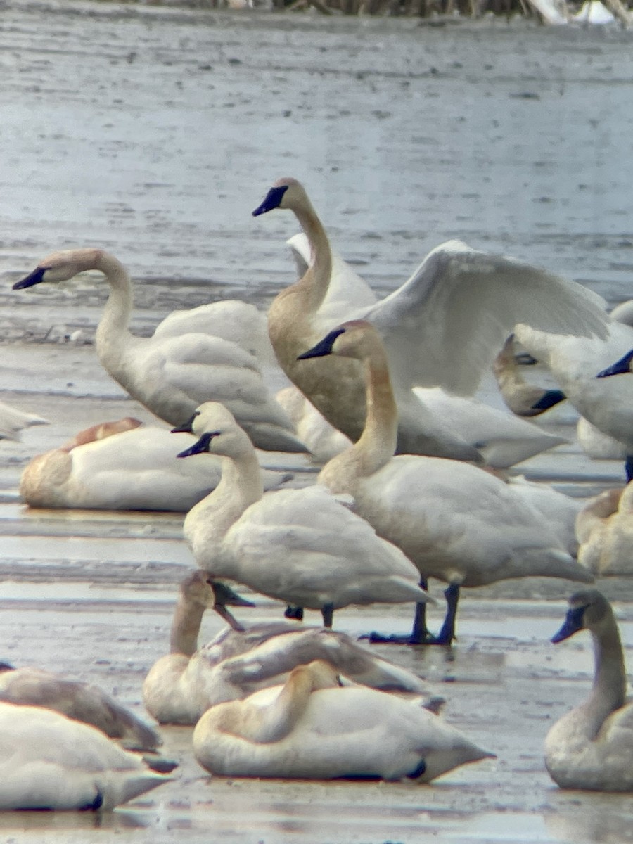 Tundra Swan - ML613357578