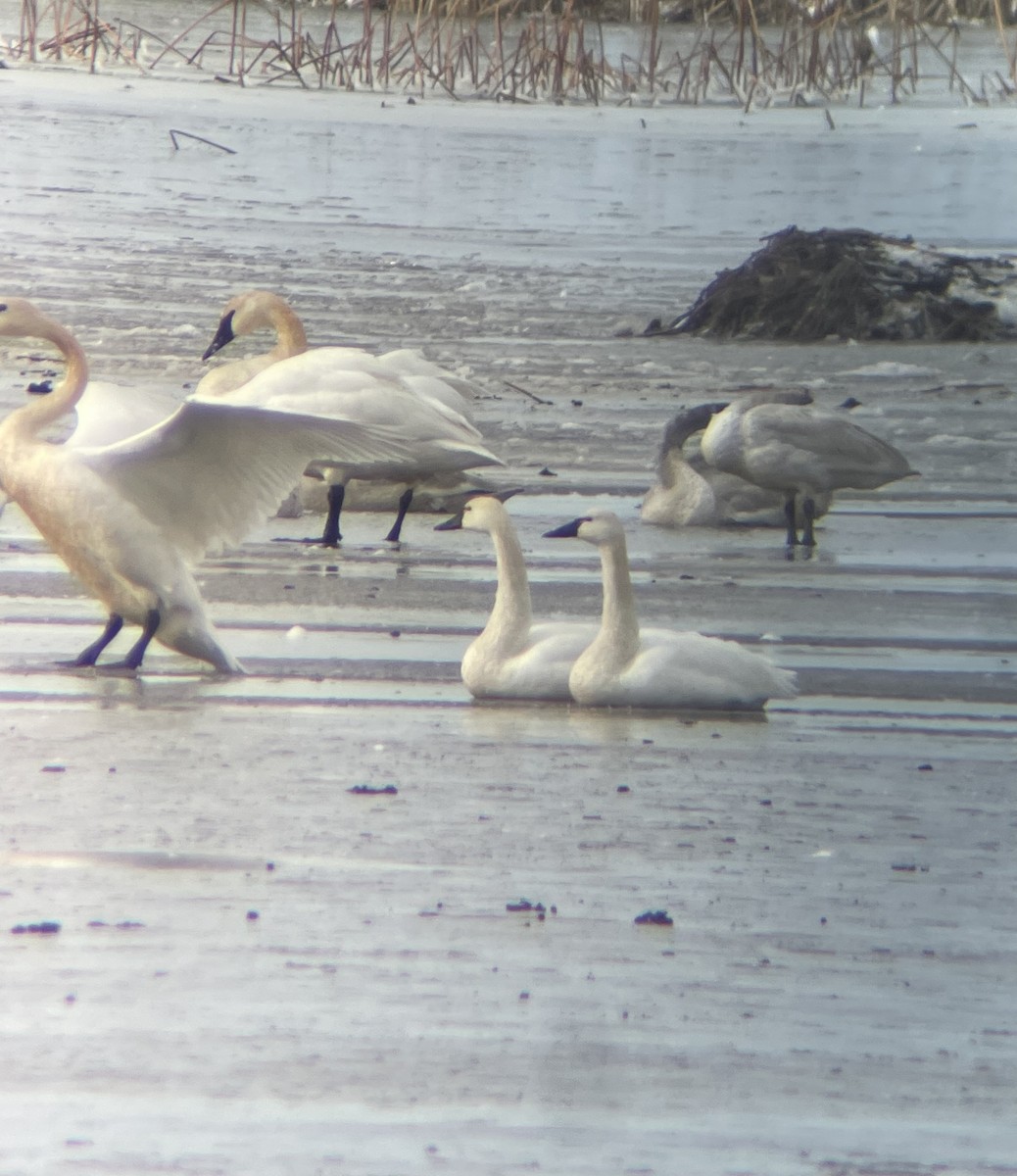 Tundra Swan - ML613357579