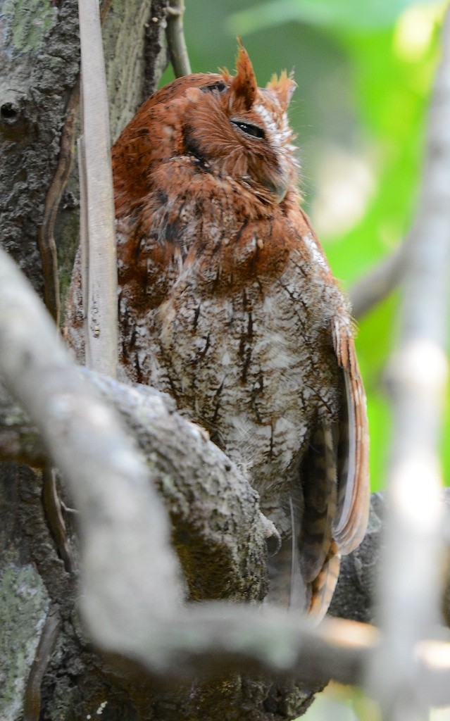 Middle American Screech-Owl - ML613357604