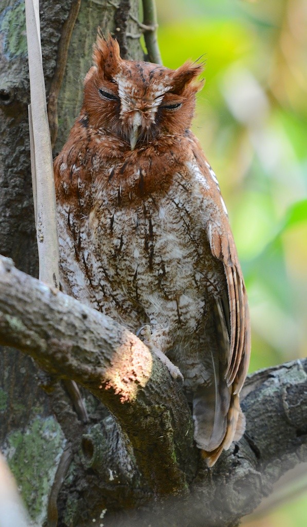 Middle American Screech-Owl - ML613357605