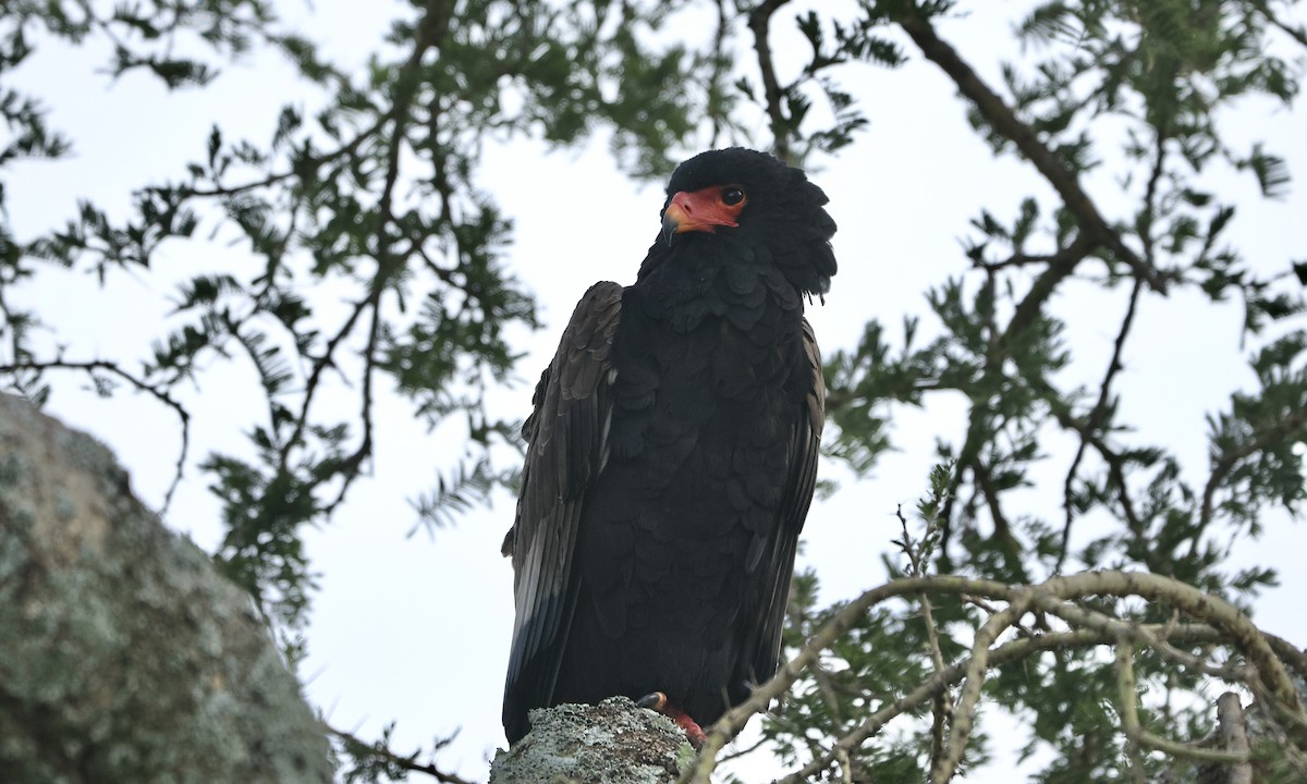 Bateleur - ML613357609