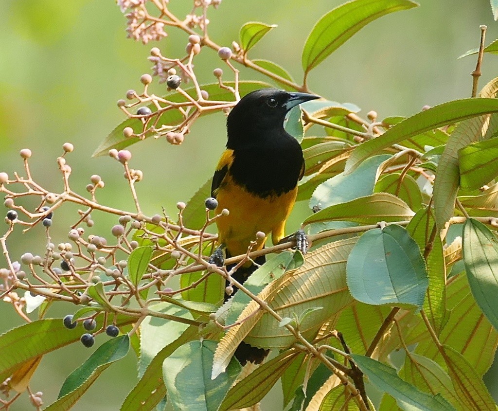 Black-cowled Oriole - ML613357648