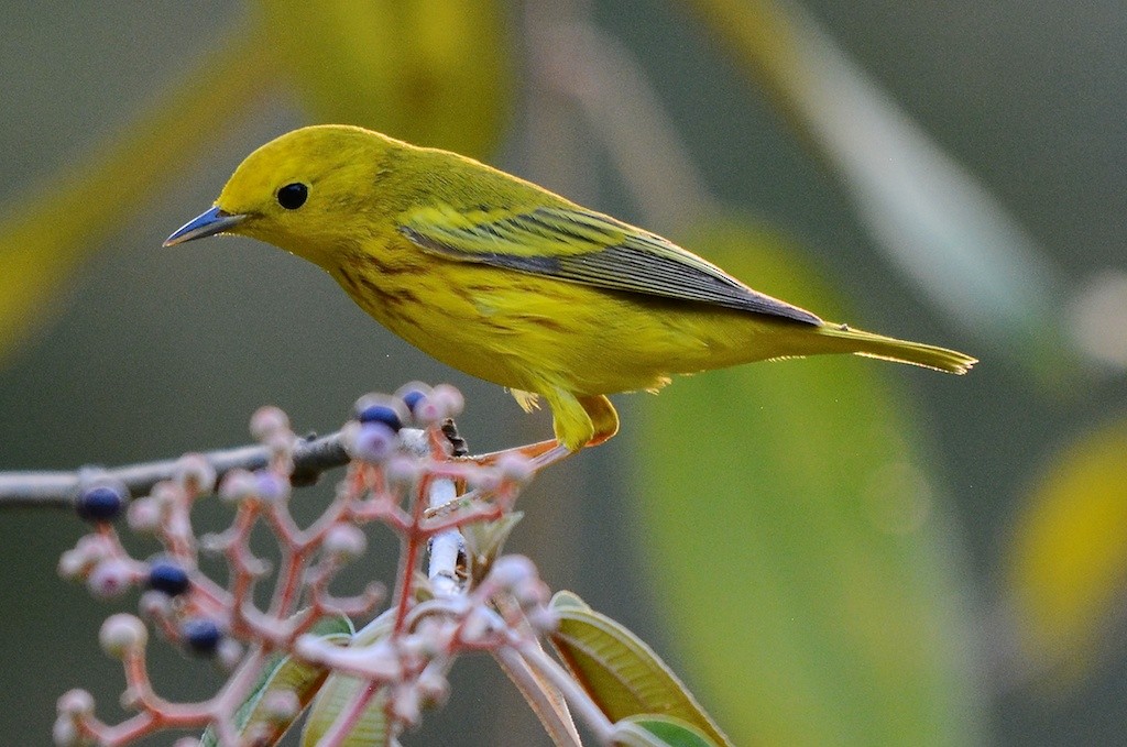 Northern/Mangrove Yellow Warbler - ML613357670