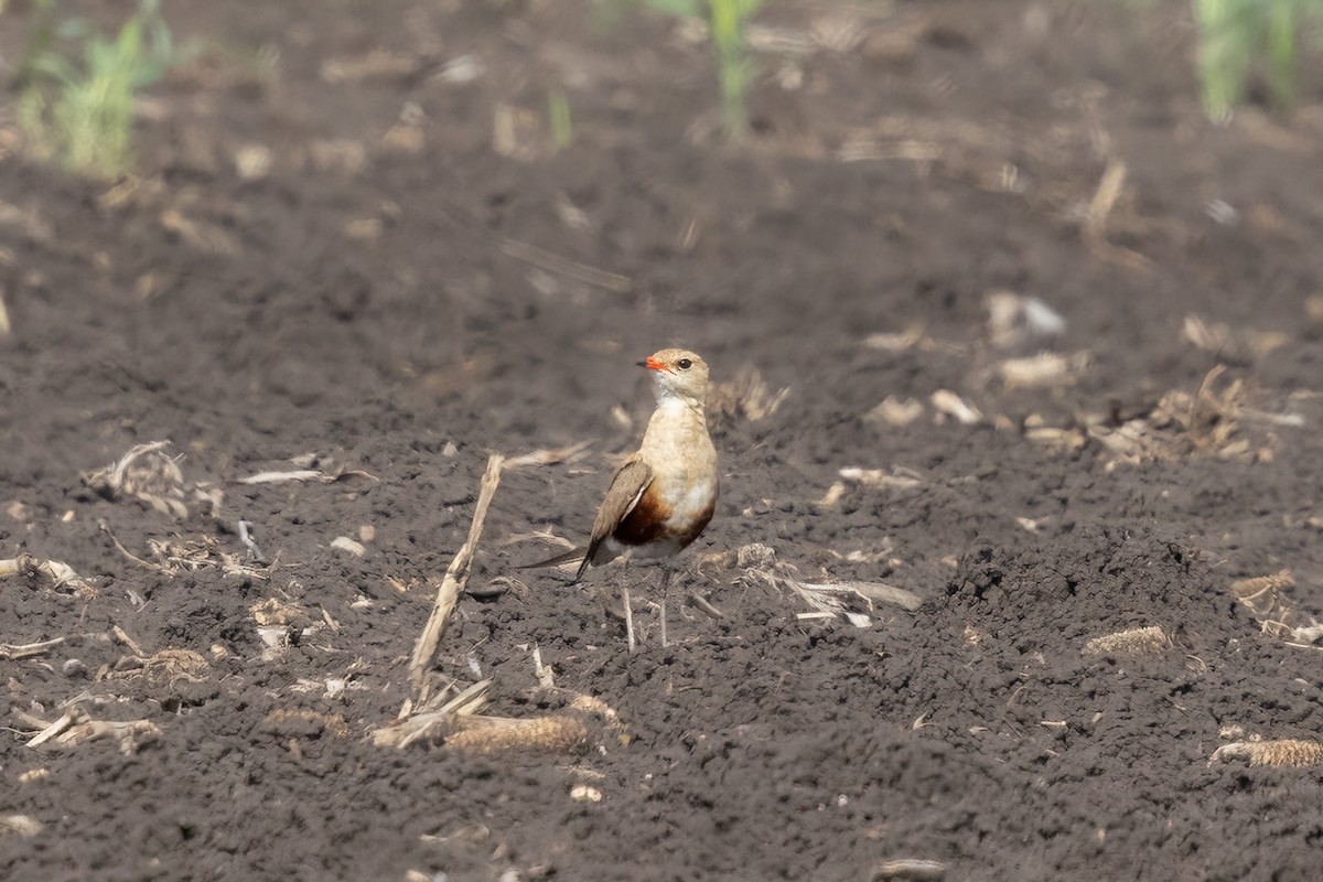 Australian Pratincole - ML613357703