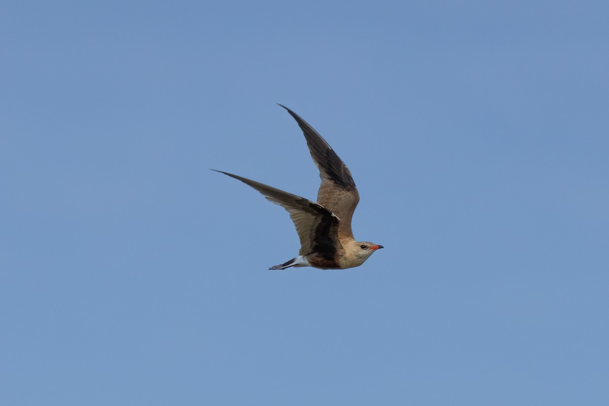 Australian Pratincole - ML613357705