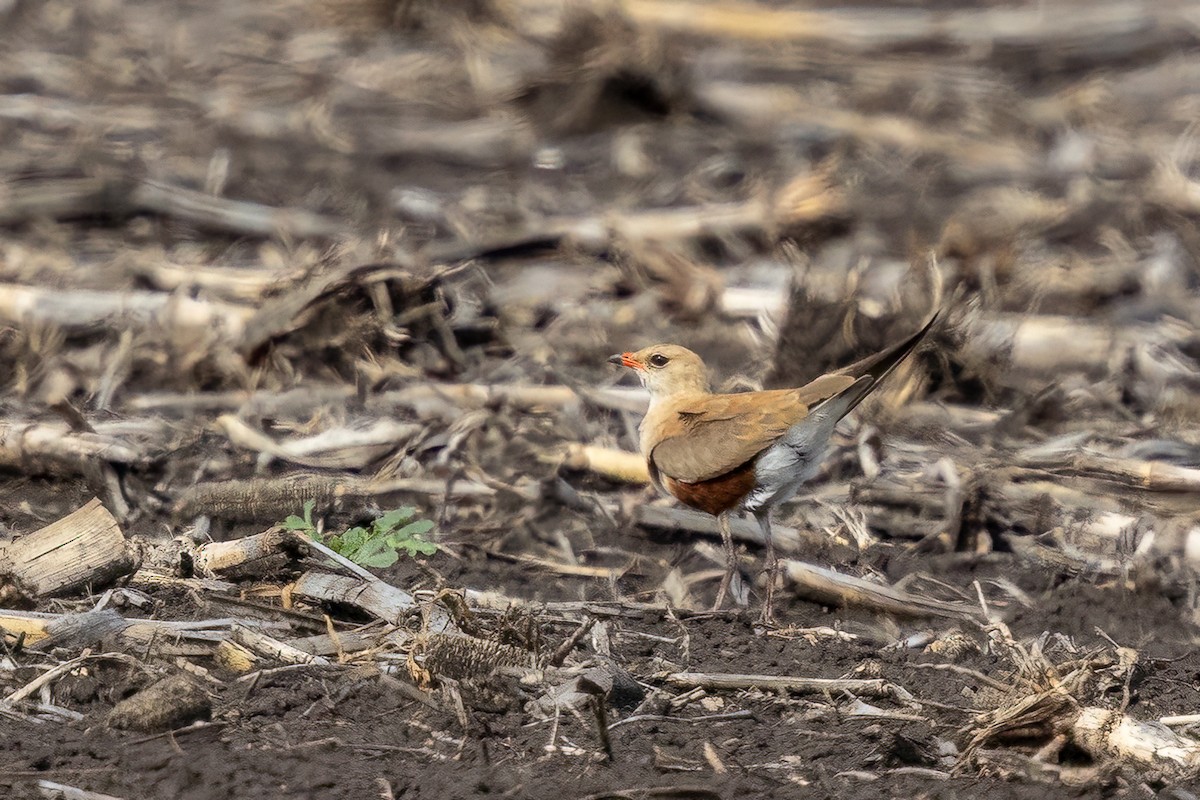 Australian Pratincole - ML613357708