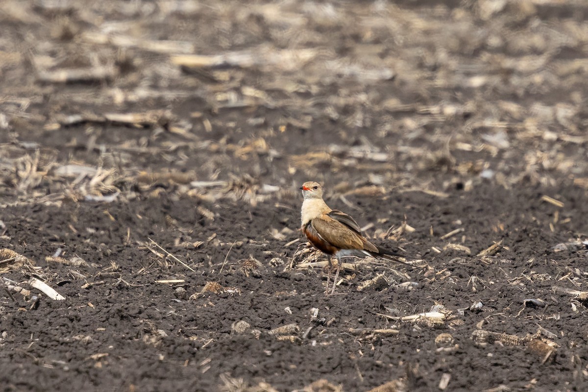 Australian Pratincole - ML613357710