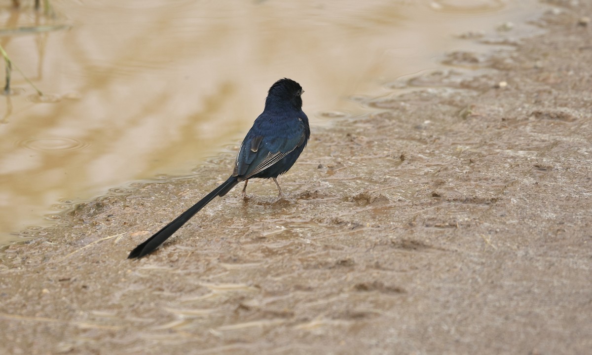 Steel-blue Whydah - ML613357838