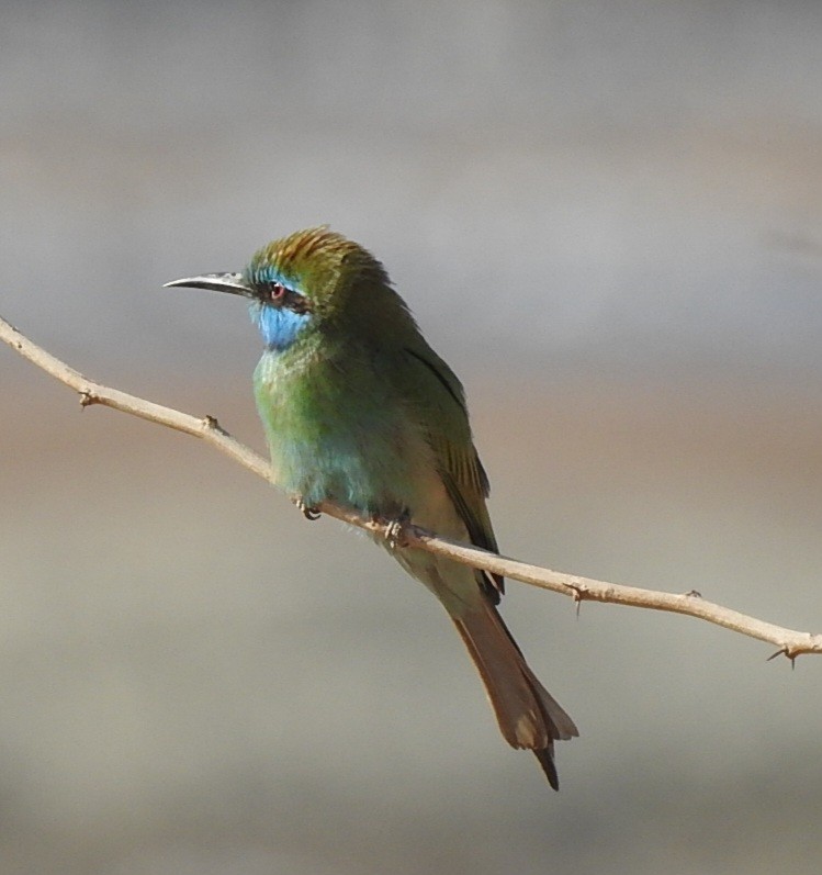 Arabian Green Bee-eater - Lior Eshdat