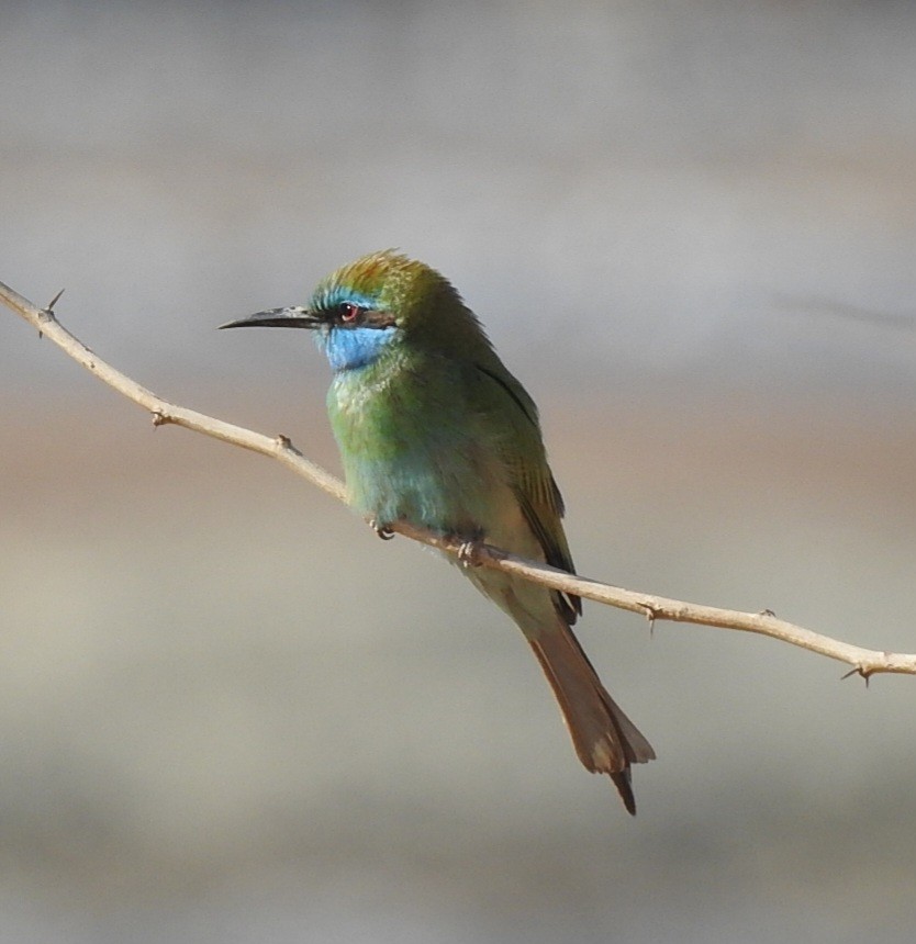 Arabian Green Bee-eater - Lior Eshdat