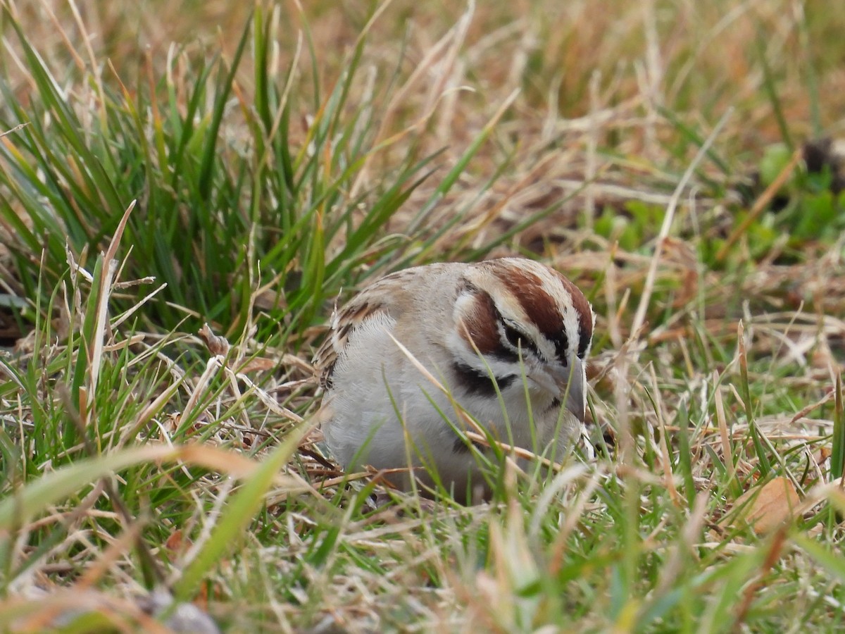 Lark Sparrow - Louise Ruggeri