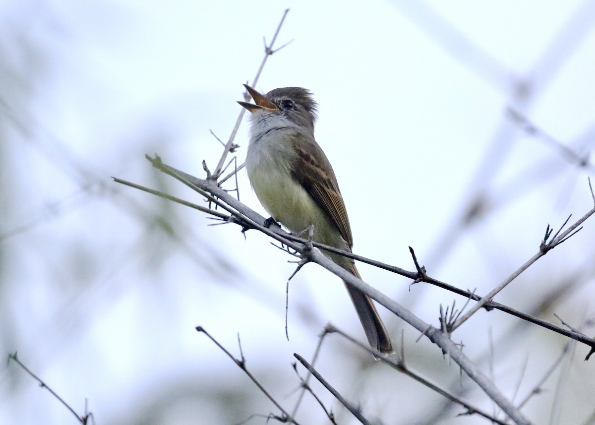 Flammulated Flycatcher - Jon Isacoff