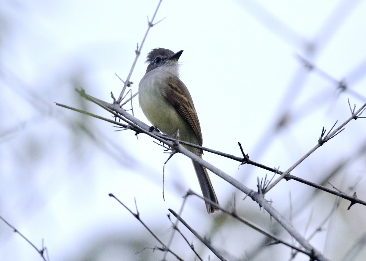 Flammulated Flycatcher - ML613357865