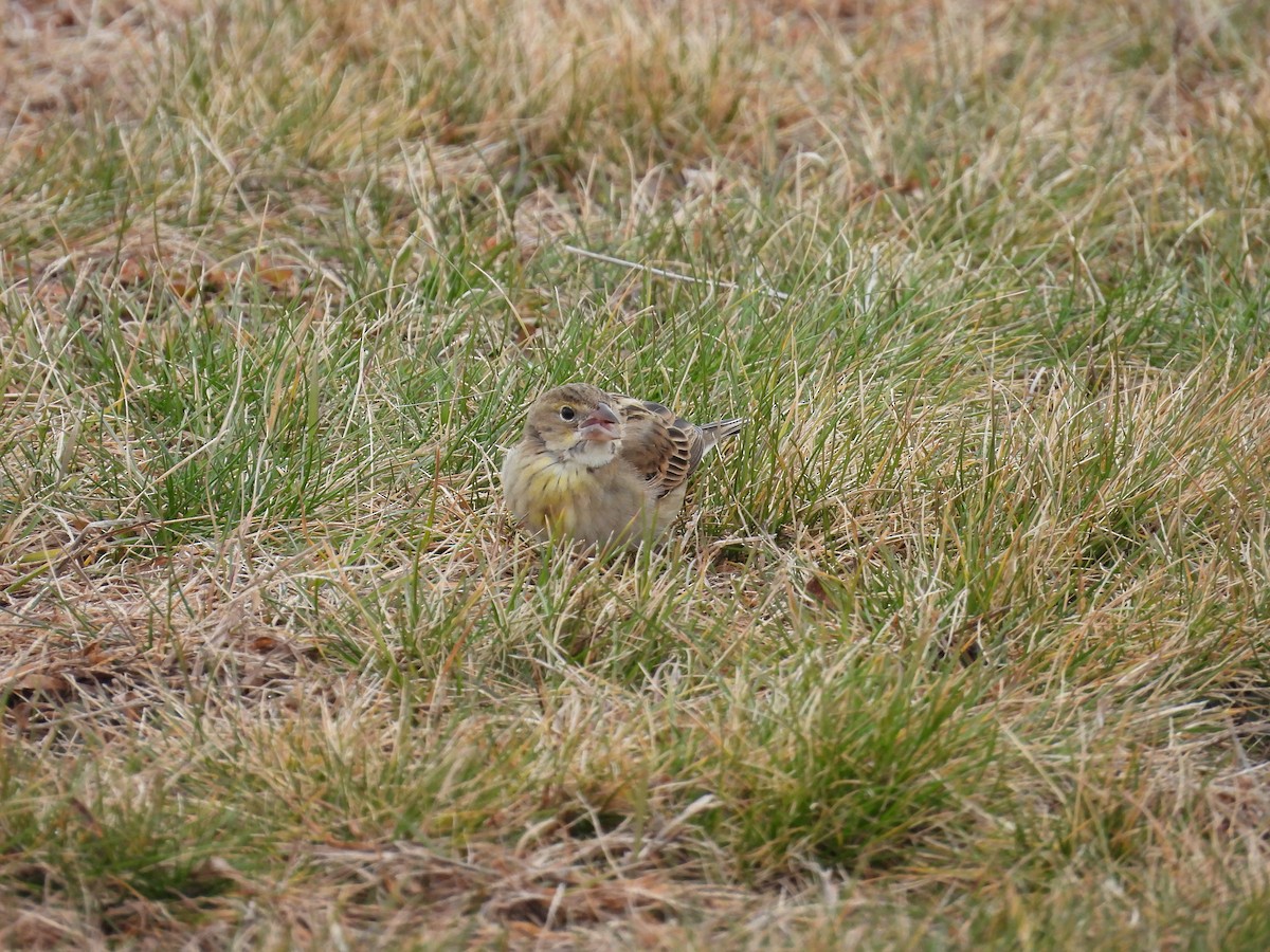 Dickcissel d'Amérique - ML613357869