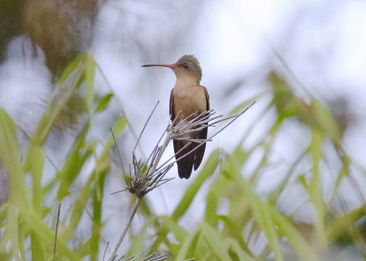 Cinnamon Hummingbird - ML613357871