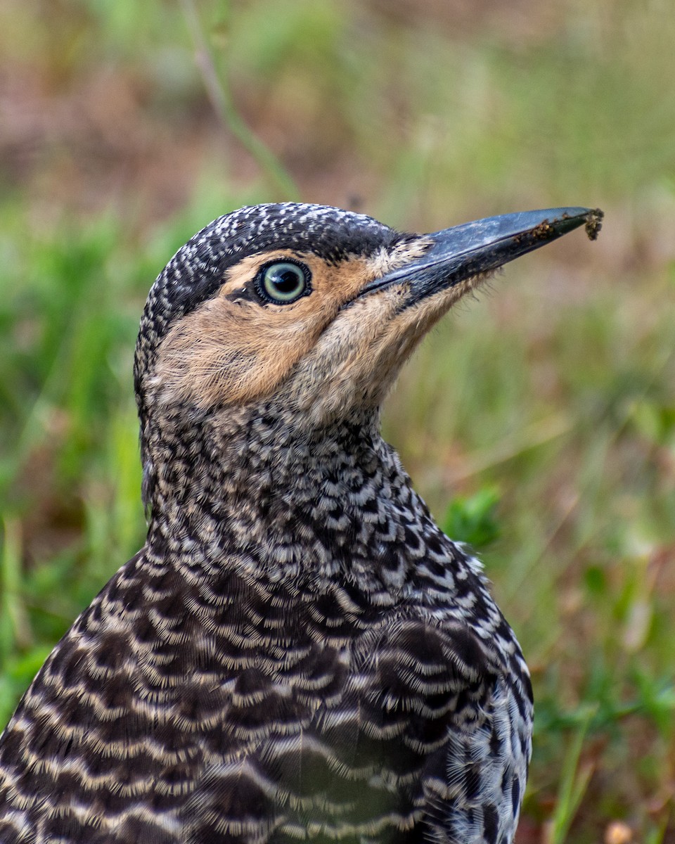 Chilean Flicker - ML613357896