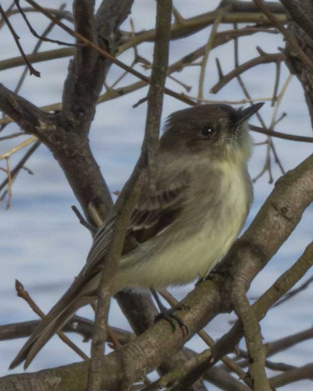 Eastern Phoebe - ML613357932