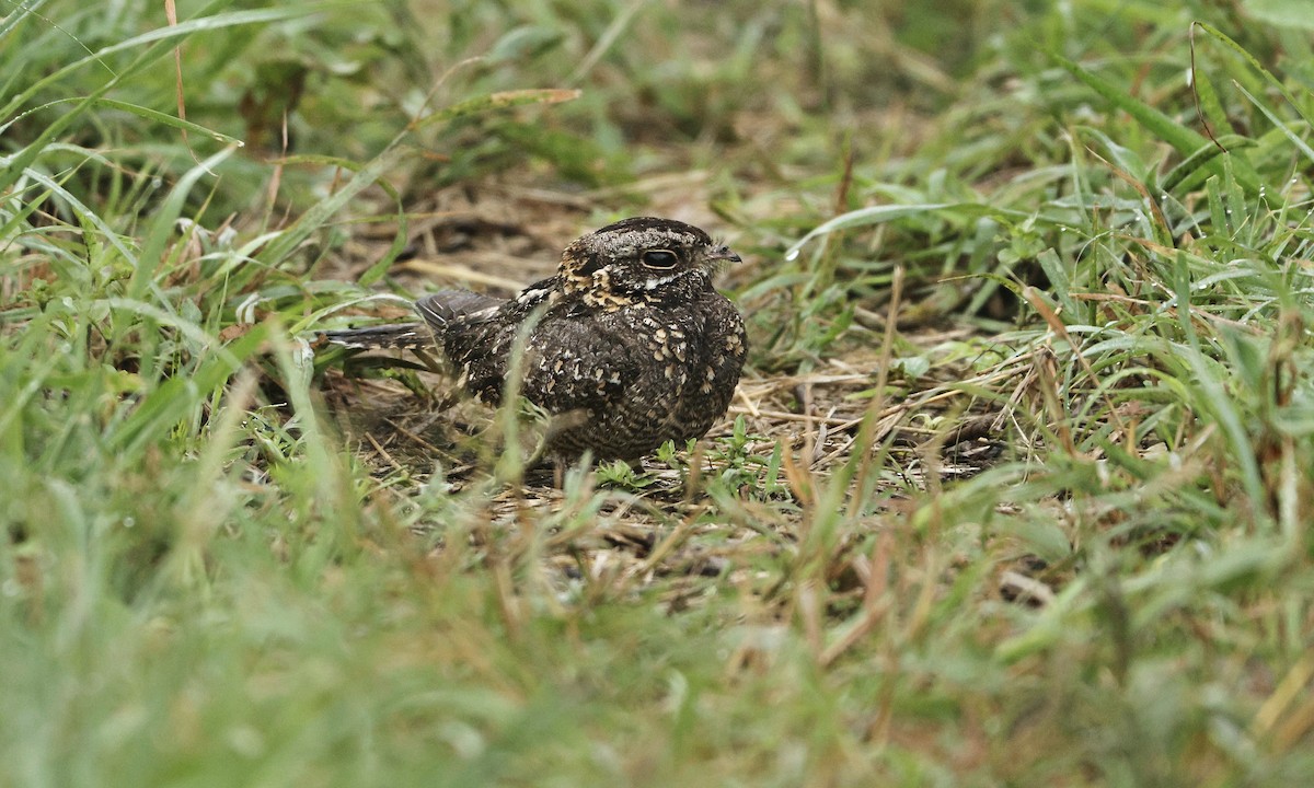 Sombre Nightjar - Evan Larson