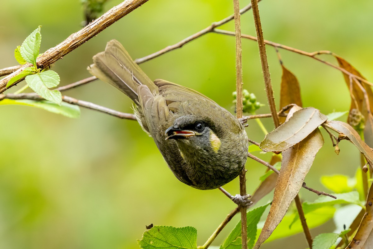 Lewin's Honeyeater - ML613357958