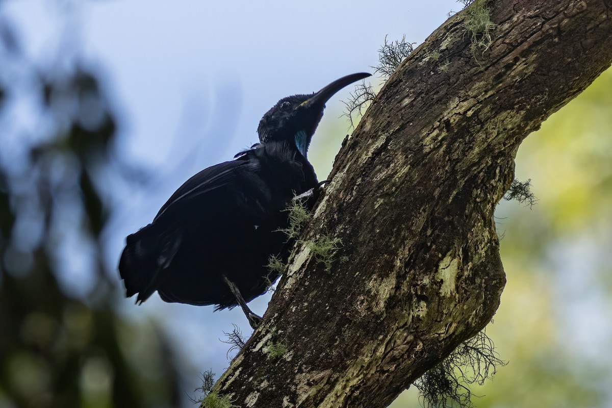 Paradise Riflebird - ML613358041