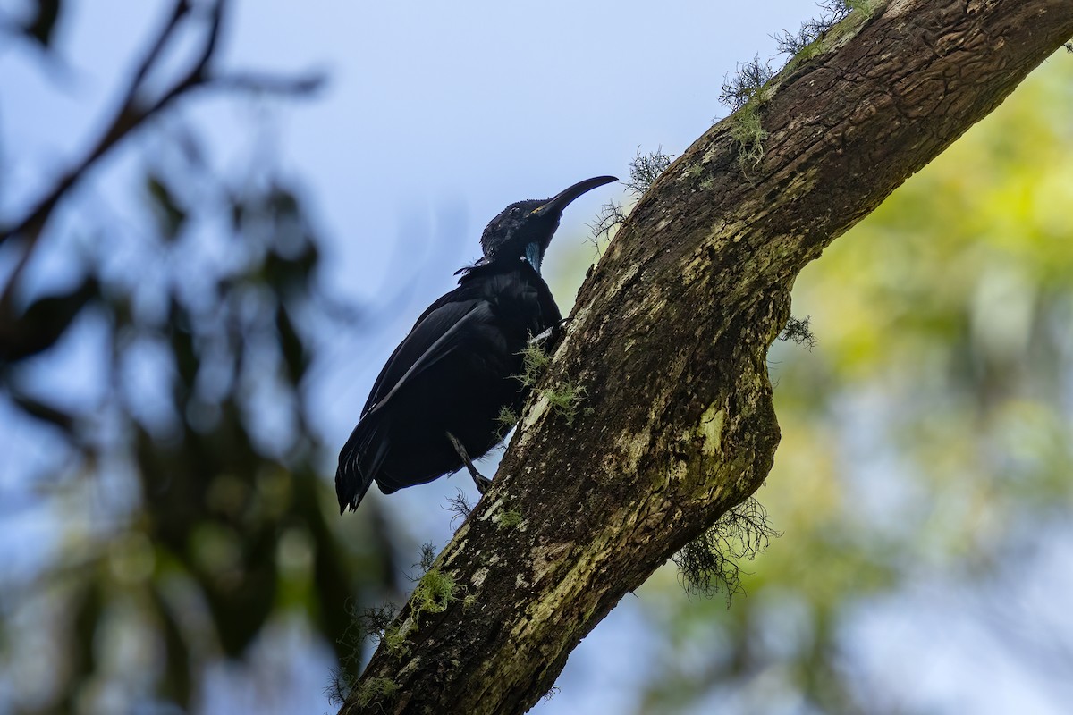 Paradise Riflebird - John McGill