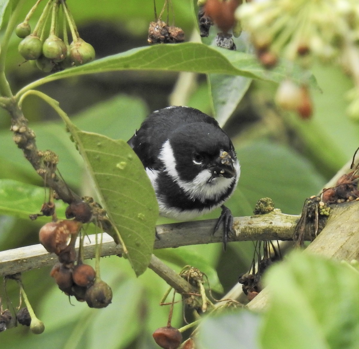 Variable Seedeater - Barb eastman