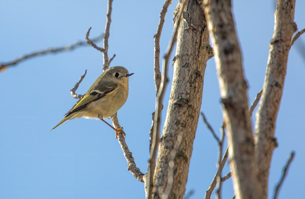 Ruby-crowned Kinglet - ML613358180