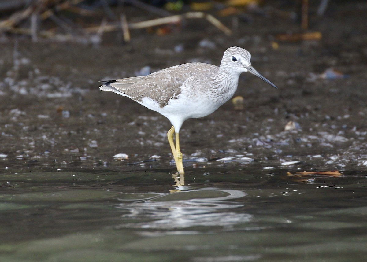 Greater Yellowlegs - ML613358188