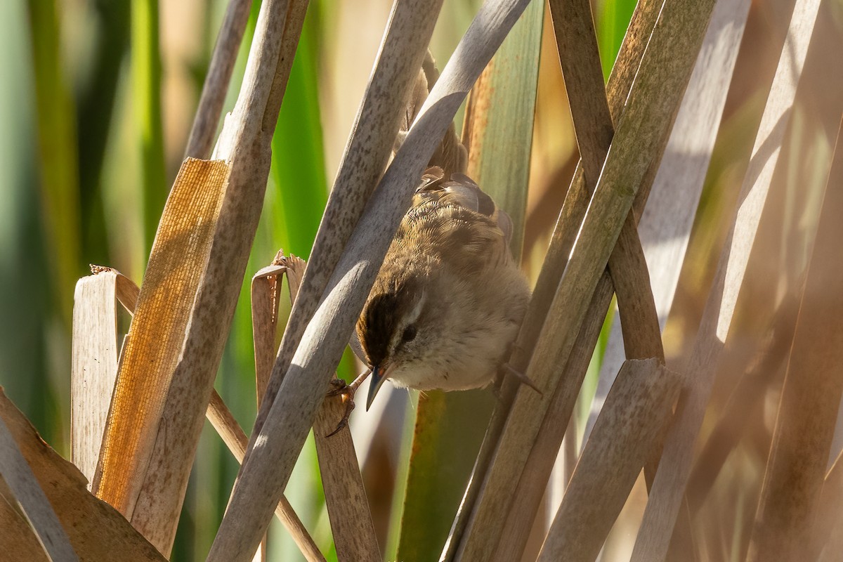 Little Grassbird - ML613358223