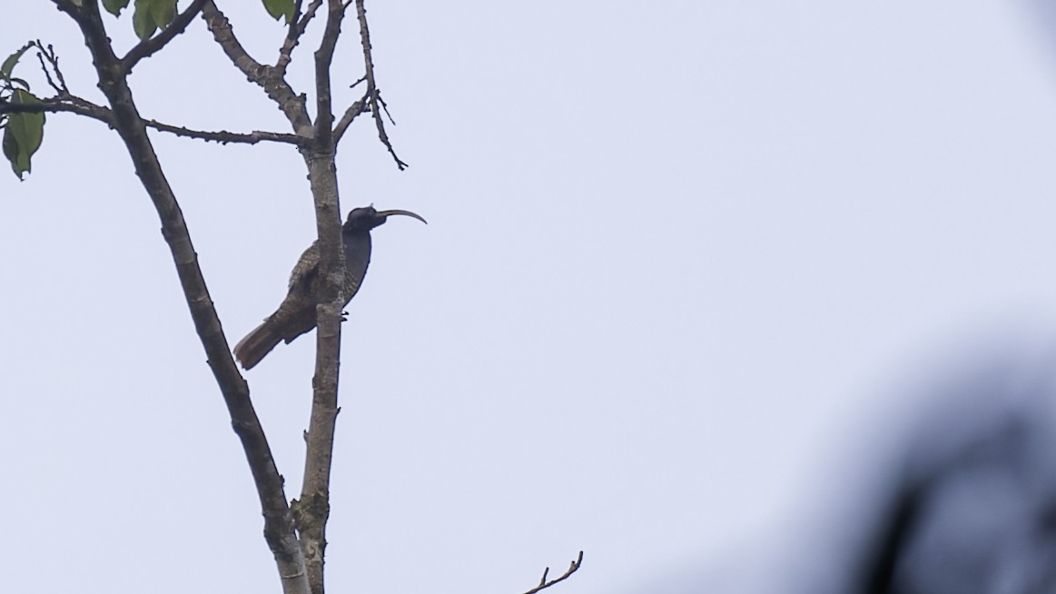 Pale-billed Sicklebill - Robert Tizard