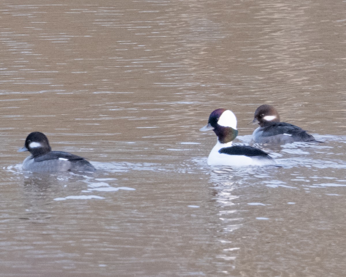 Bufflehead - ML613358277