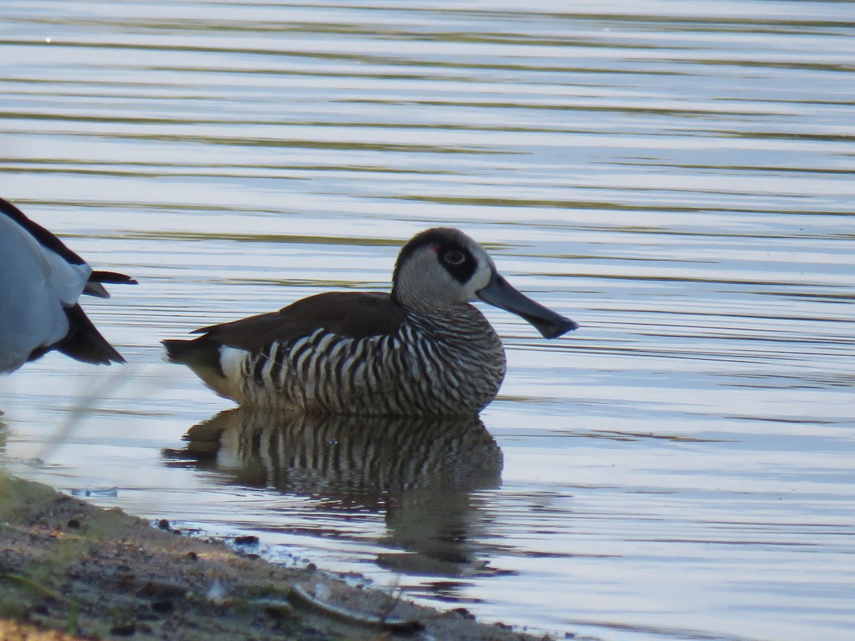 Pato Pachón - ML613358278