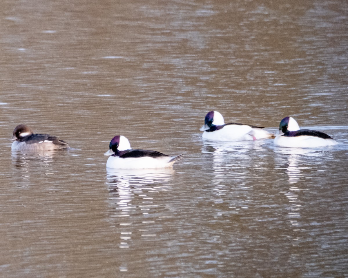 Bufflehead - ML613358283