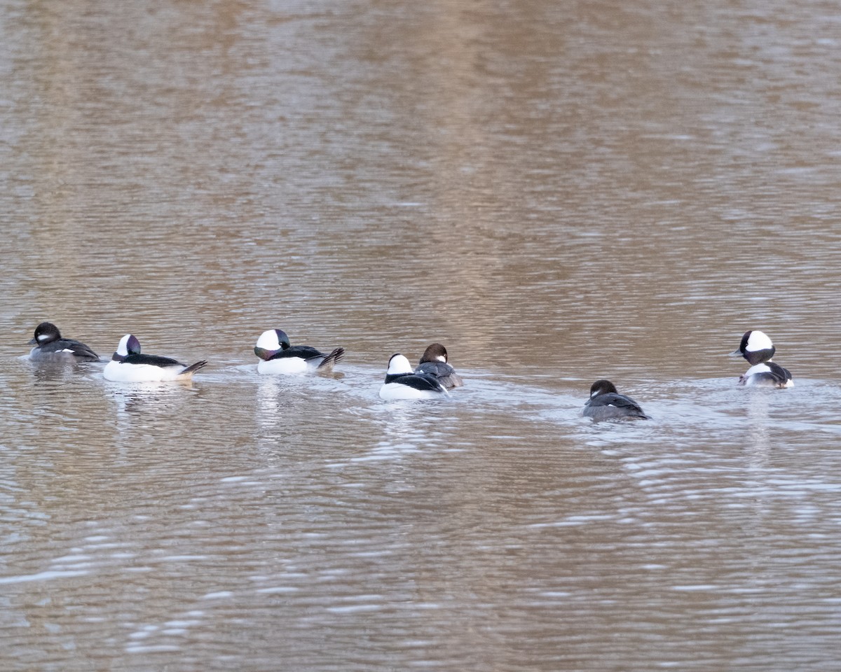 Bufflehead - ML613358288