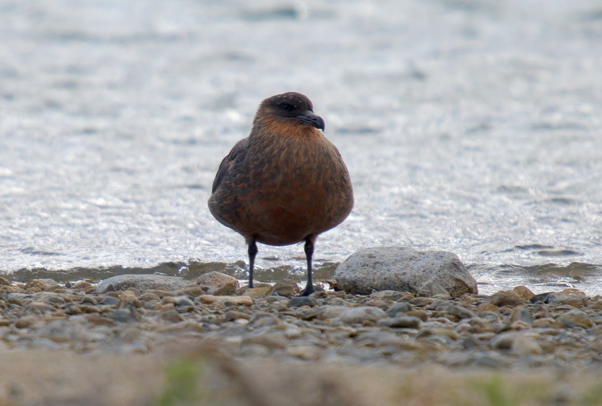 Chilean Skua - ML613358307