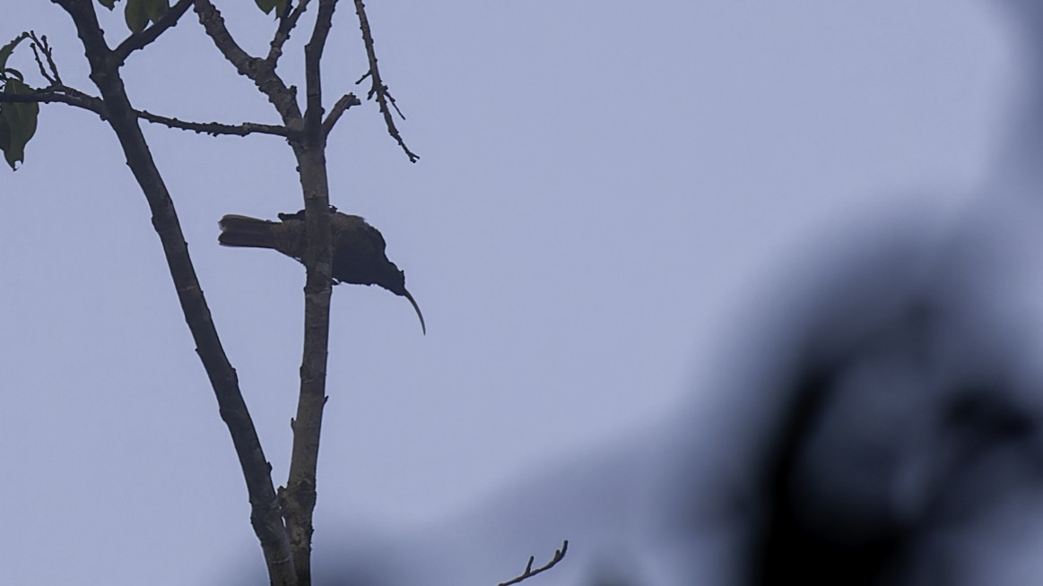 Pale-billed Sicklebill - Robert Tizard