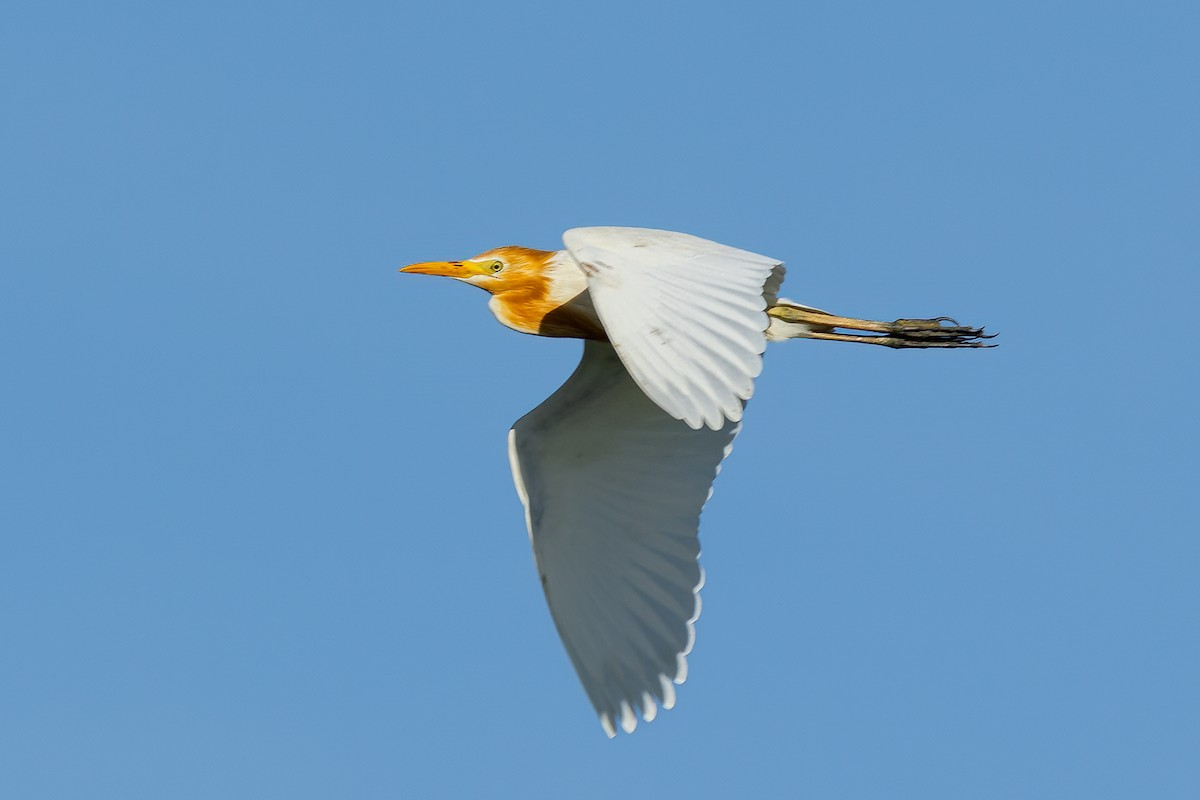 Eastern Cattle Egret - ML613358357