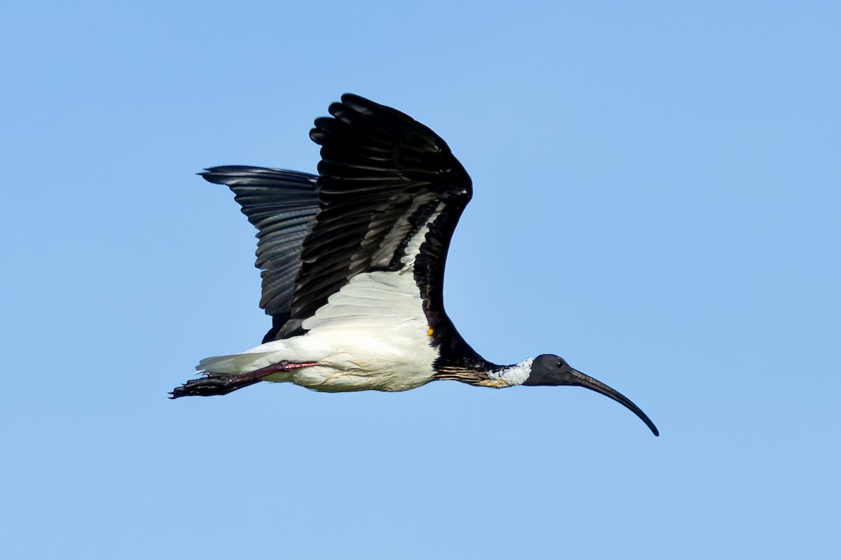 Straw-necked Ibis - ML613358377