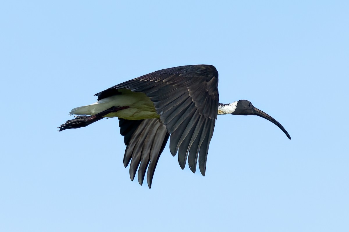 Straw-necked Ibis - ML613358378