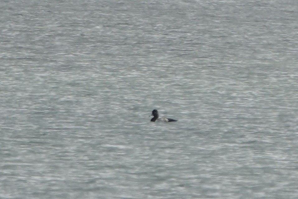 Lesser Scaup - ML613358387