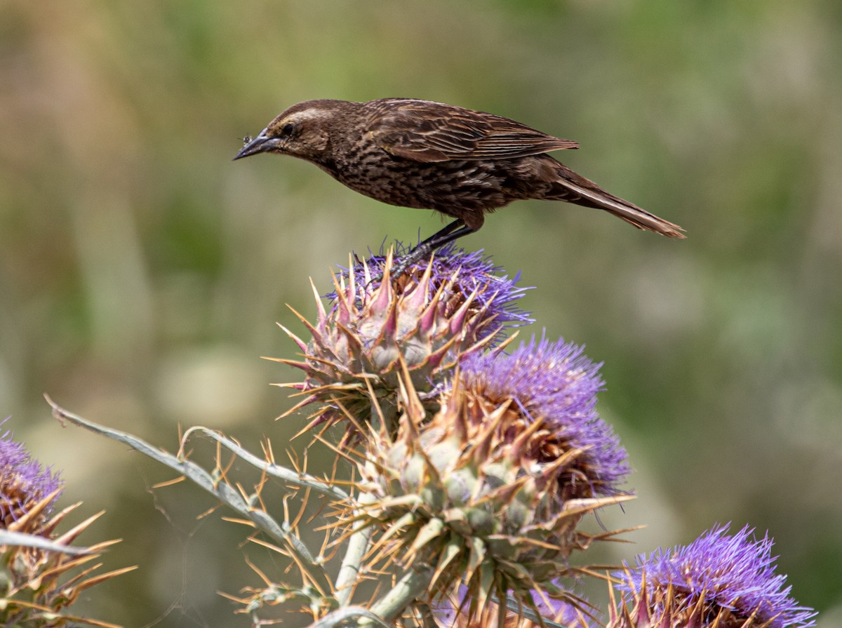 Yellow-winged Blackbird - Mhairi McFarlane