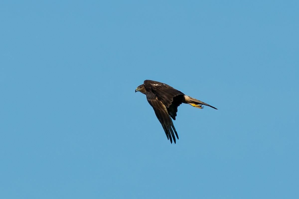 Swamp Harrier - ML613358416