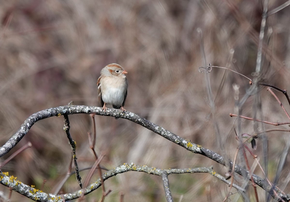 Field Sparrow - ML613358430