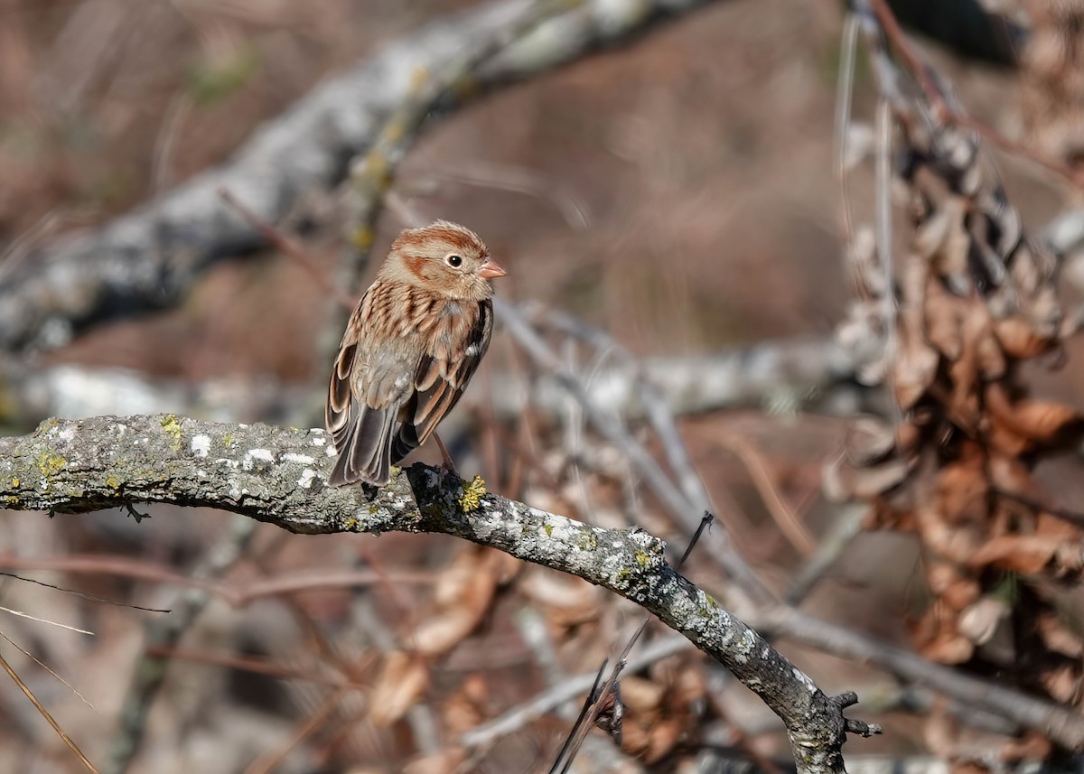 Field Sparrow - ML613358431