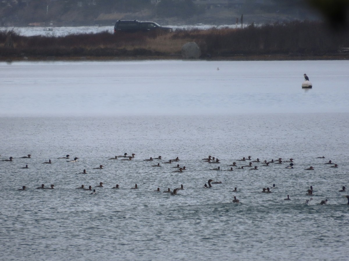 Red-breasted Merganser - ML613358452