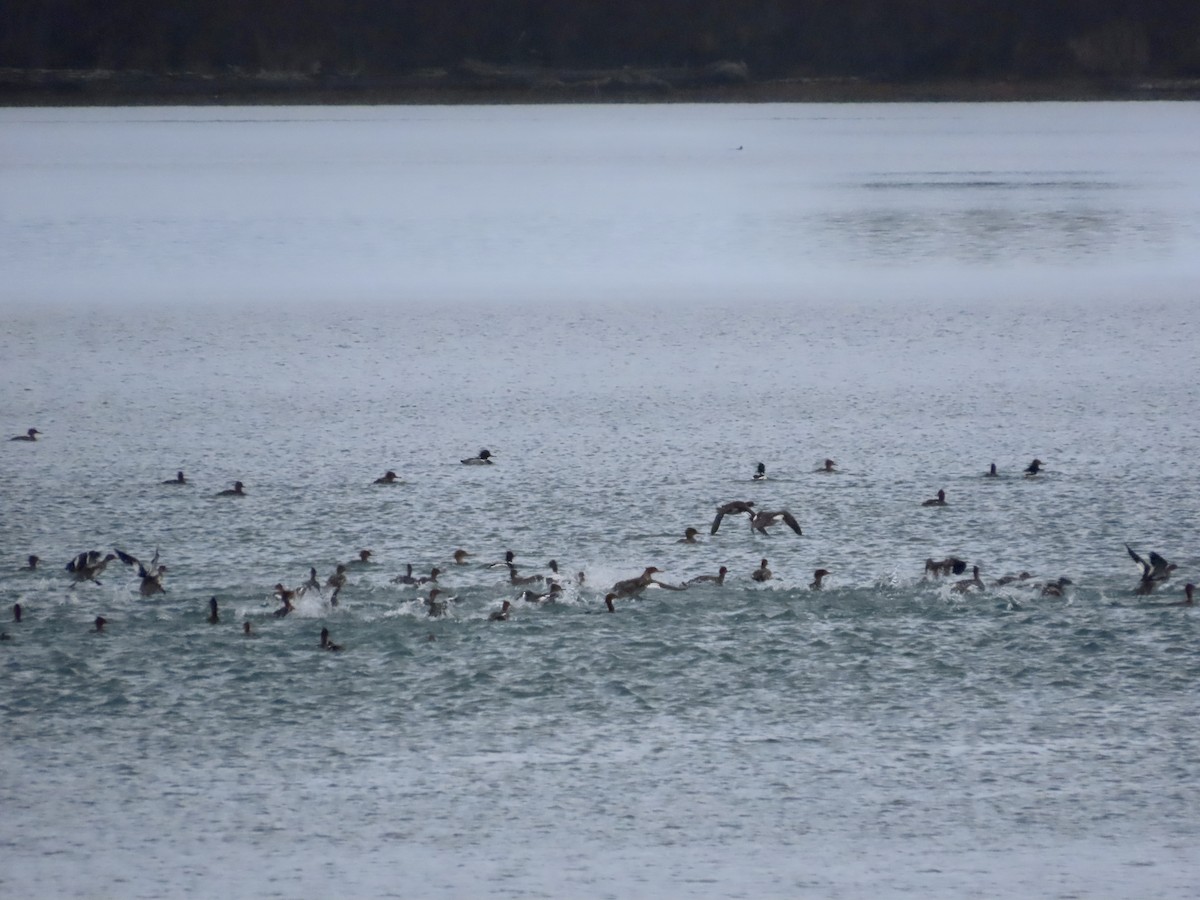 Red-breasted Merganser - ML613358453