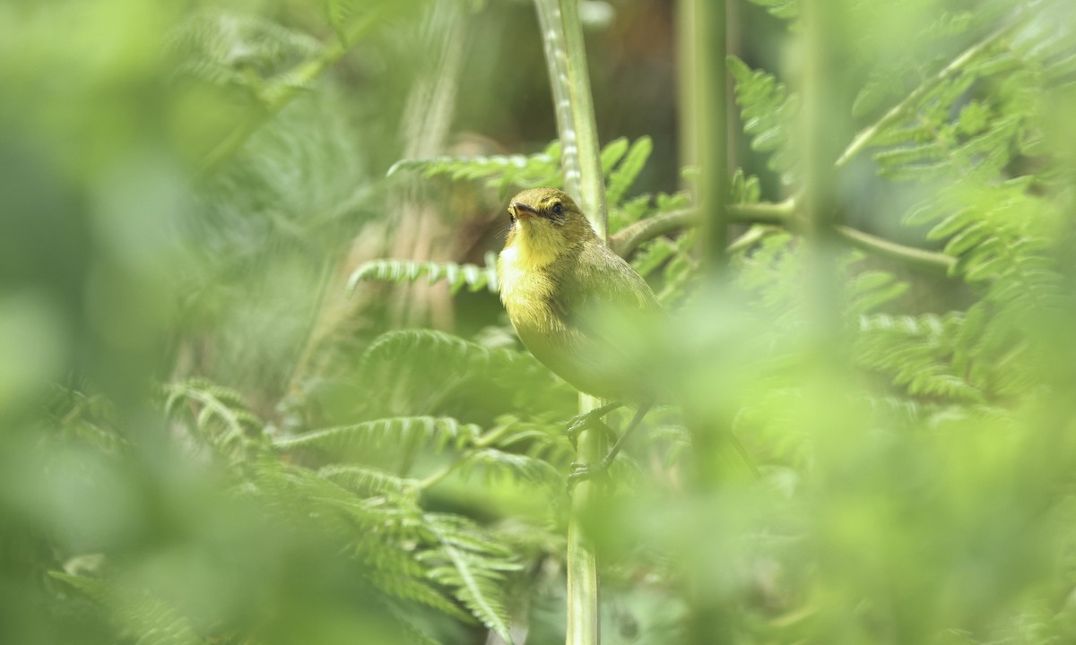 Mountain Yellow-Warbler - ML613358454