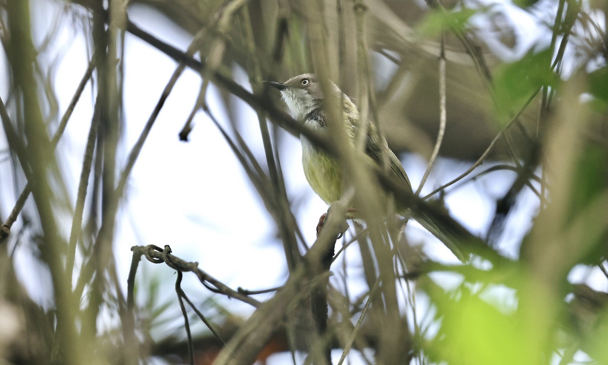 Bar-throated Apalis - ML613358468