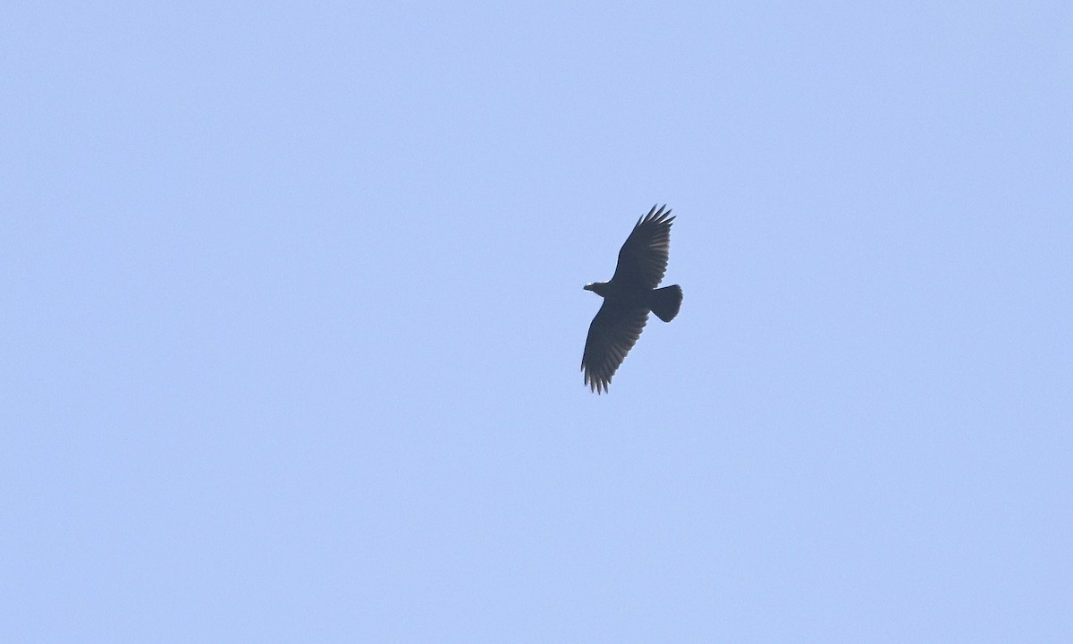 White-necked Raven - ML613358471