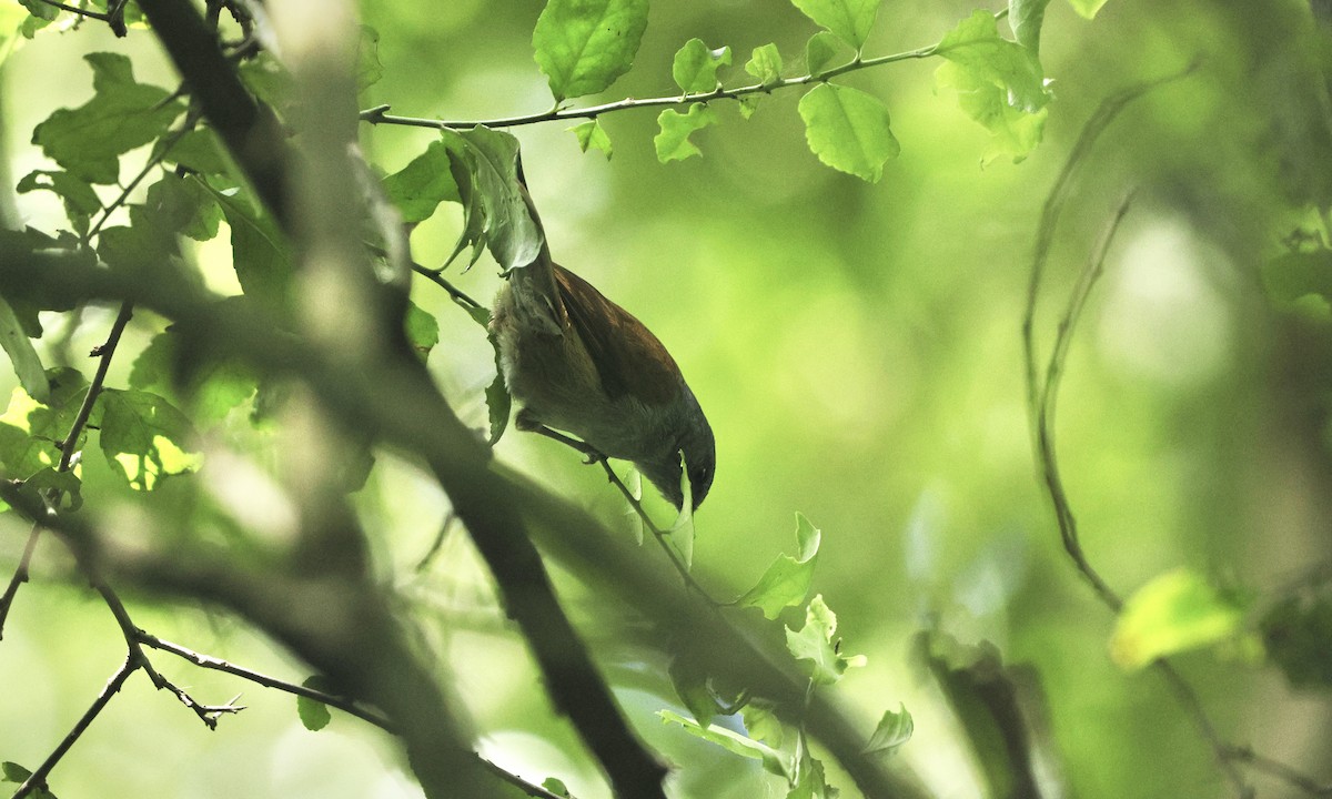 African Hill Babbler - ML613358477